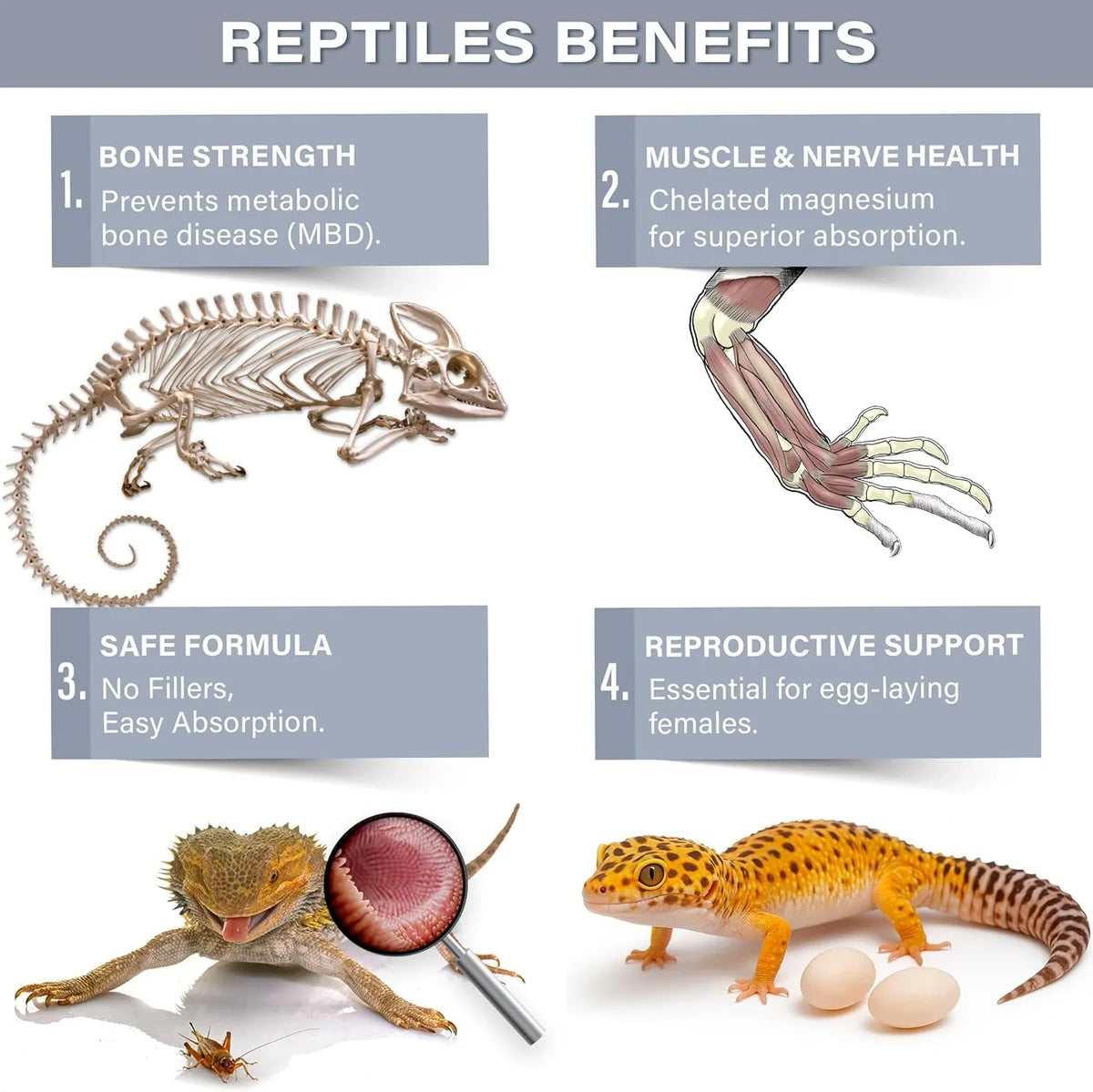Gargeer Magnesium+ with Calcium Reptile Supplement
