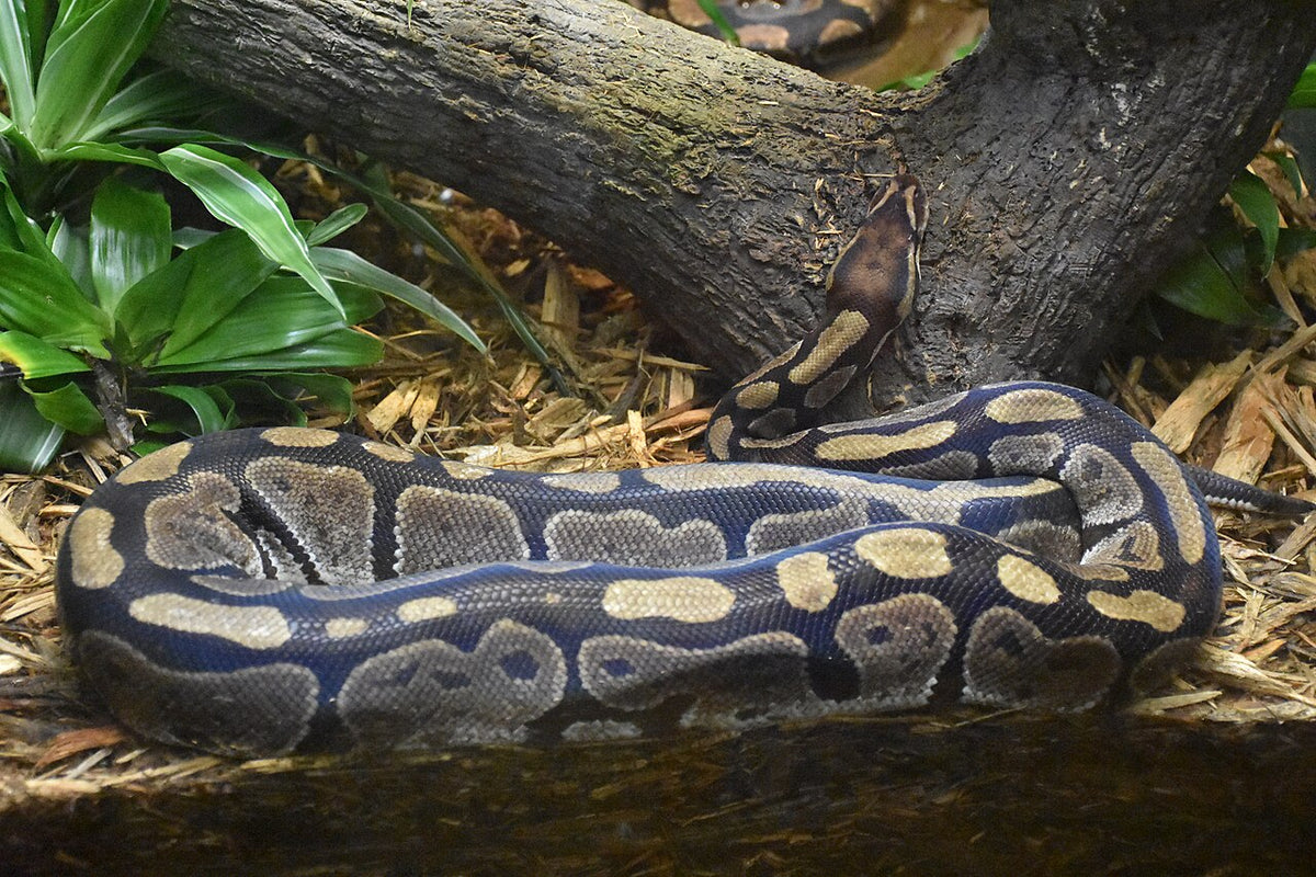 Ball python resting on a branch