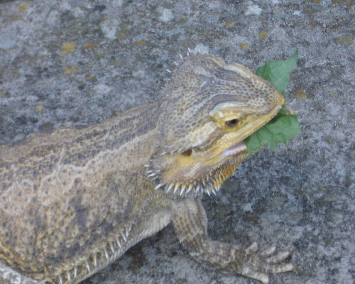 Bearded dragon eating leafy greens